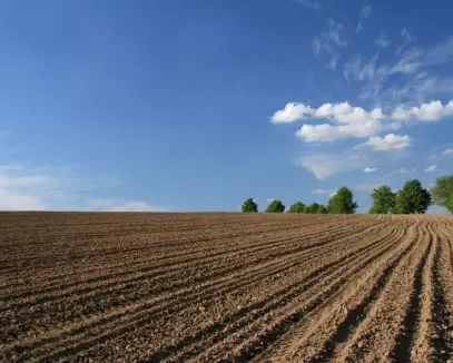 Torbalı da Satılık 76400 m2 Zeytinlik
