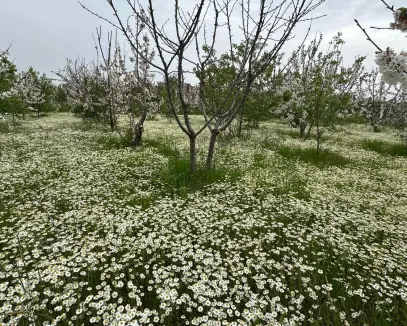 İZMİR,KEMALPAŞA ,ARMUTLU'DA 2313 M2 KİRAZ BAHÇESİ