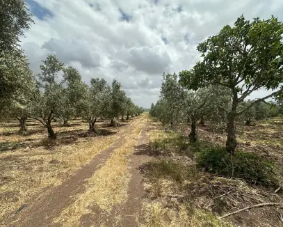AKHİSAR KAPAKLIDA SATILIK ARSA