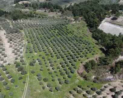 MANİSA SARUHANLIDA SATILIK ZEYTİN TARLASI