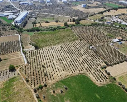İZMİR TORBALIDA 9.421 M2 SATILIK ZEYTİNLİK